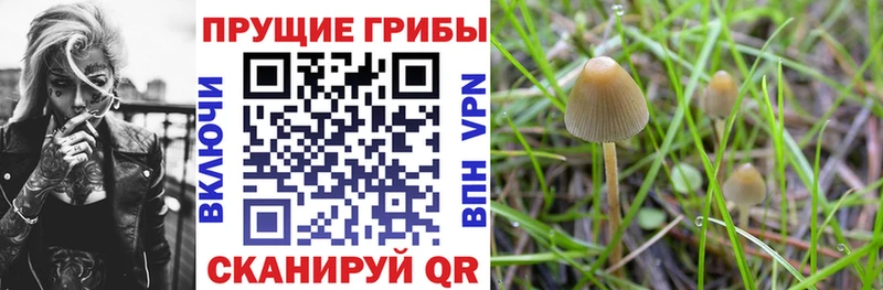 Галлюциногенные грибы Psilocybe  Бийск 